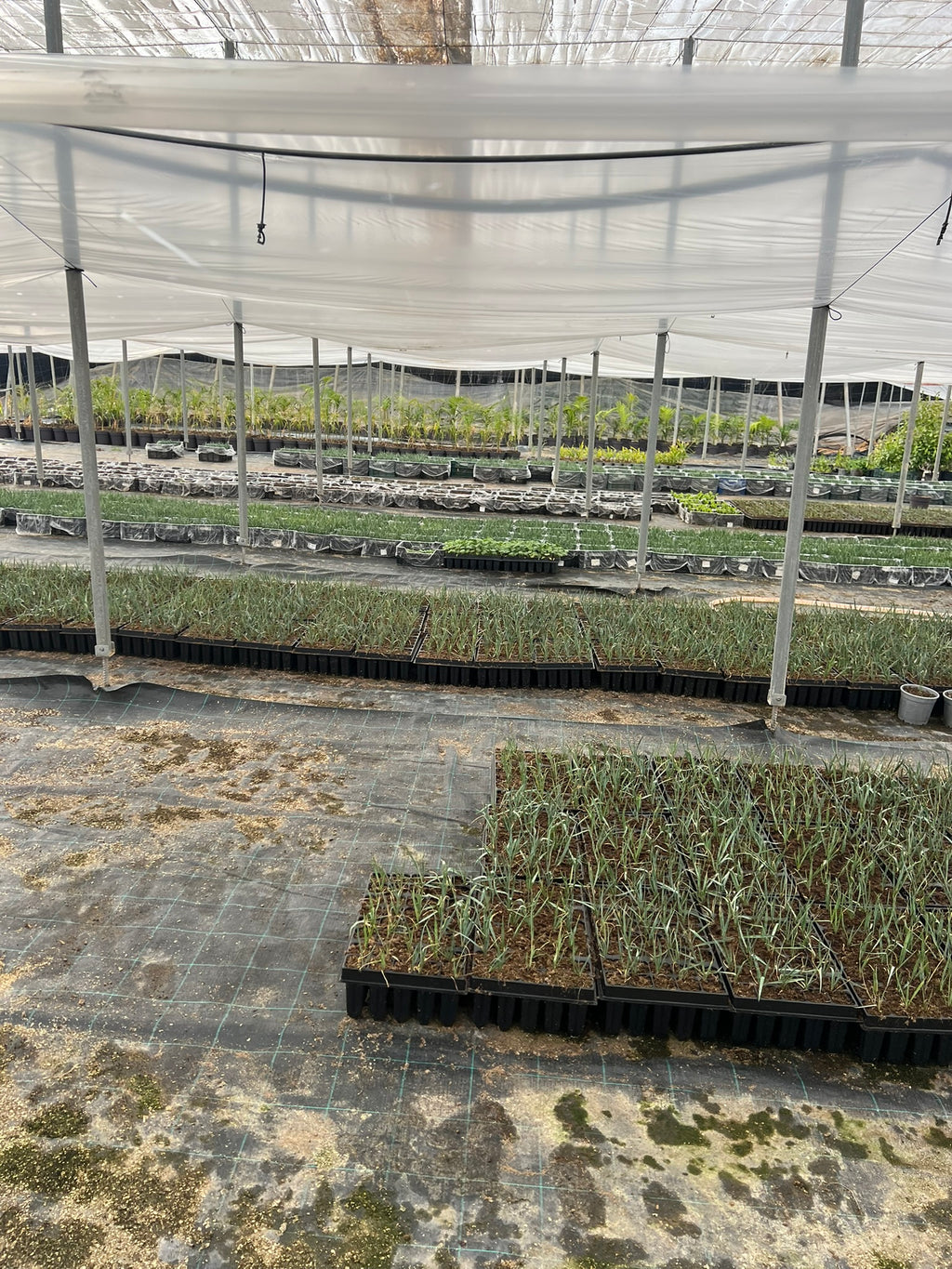 Germinación y cultivo