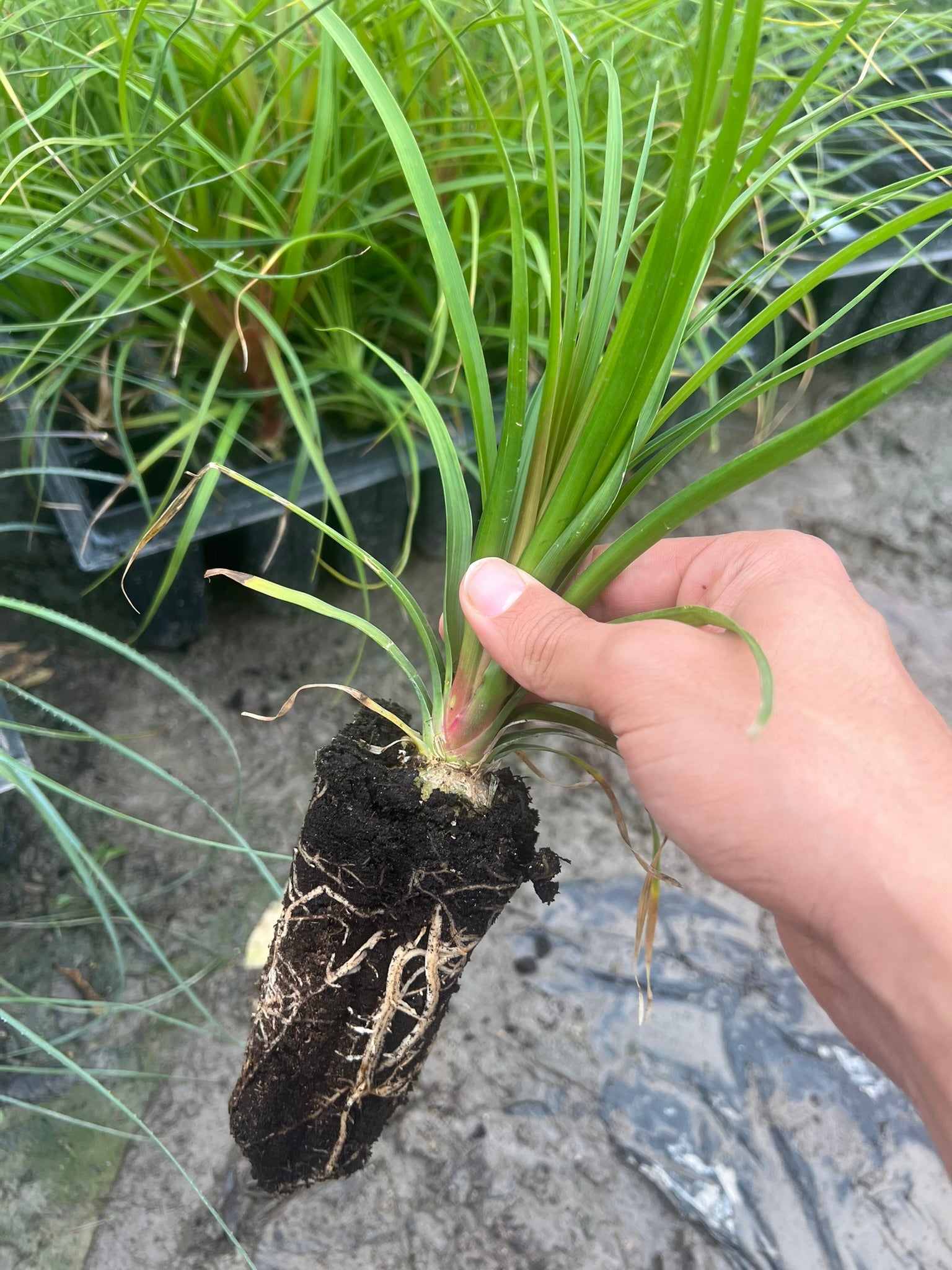 Germinación y cultivo