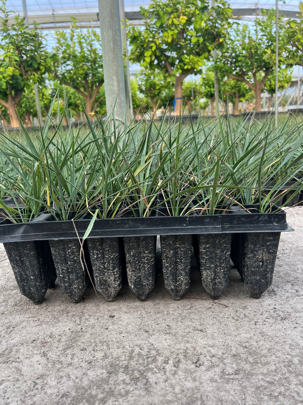 Plantel - Yuca rostrata