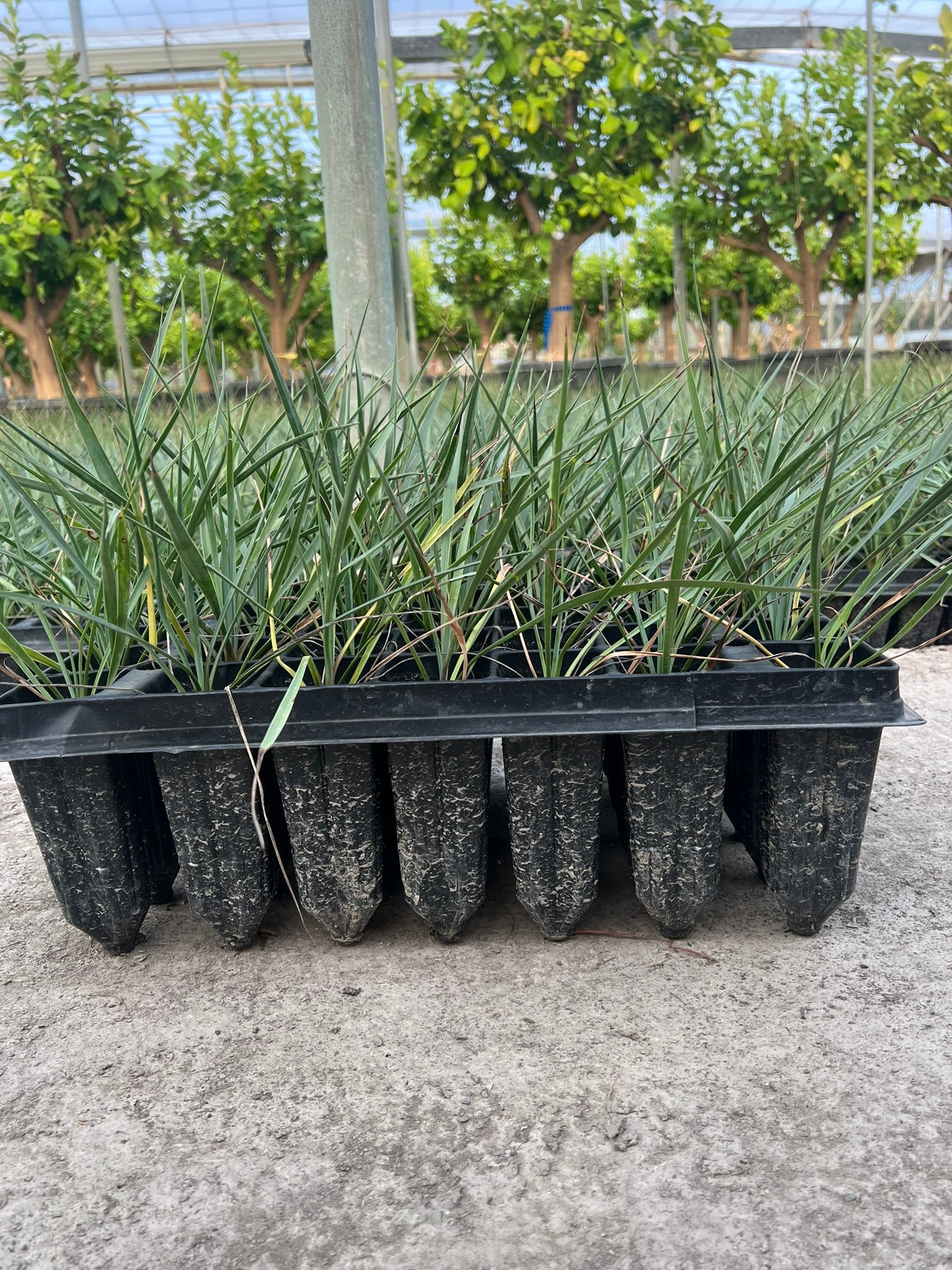 Plantel - Yuca rostrata