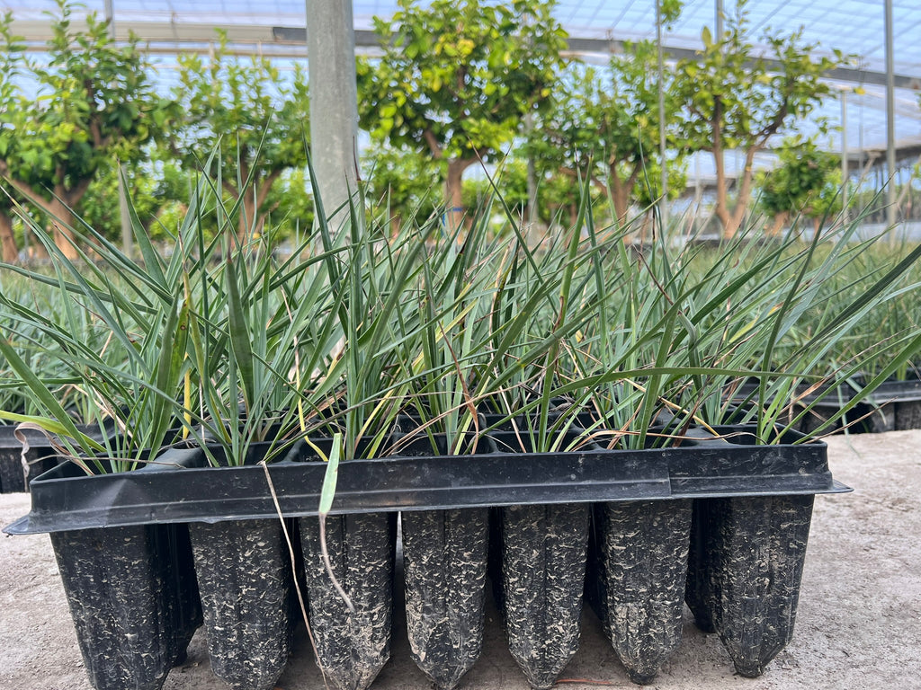 Plantel - Yuca rostrata