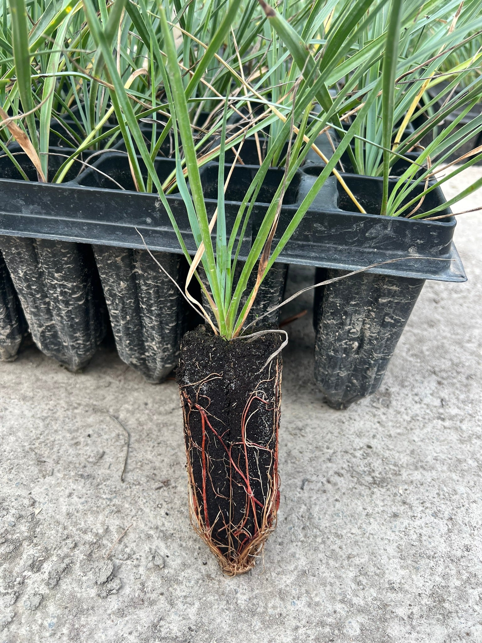 Plantel - Yuca rostrata