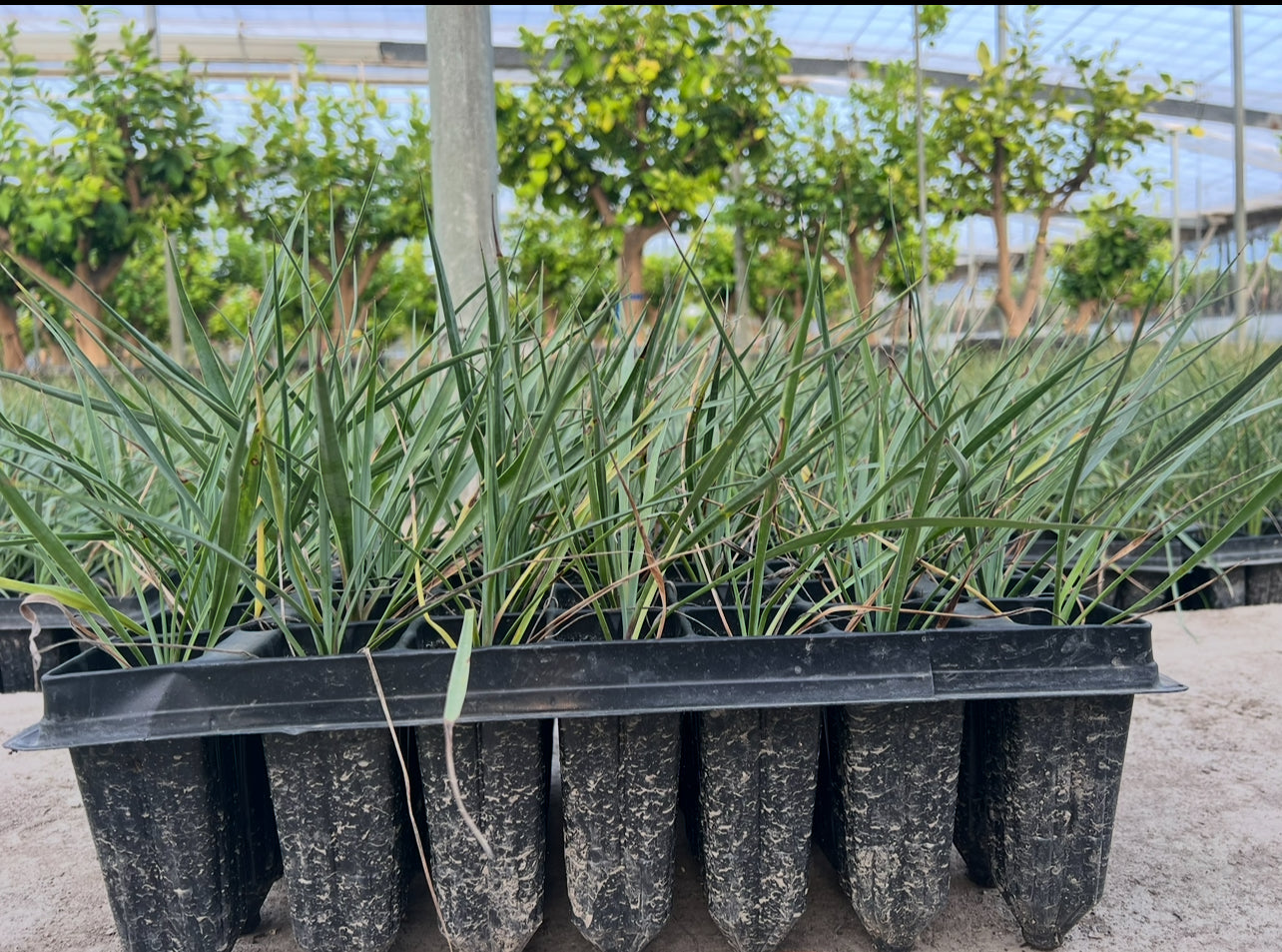 Germinación y cultivo