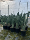 Opuntia titania