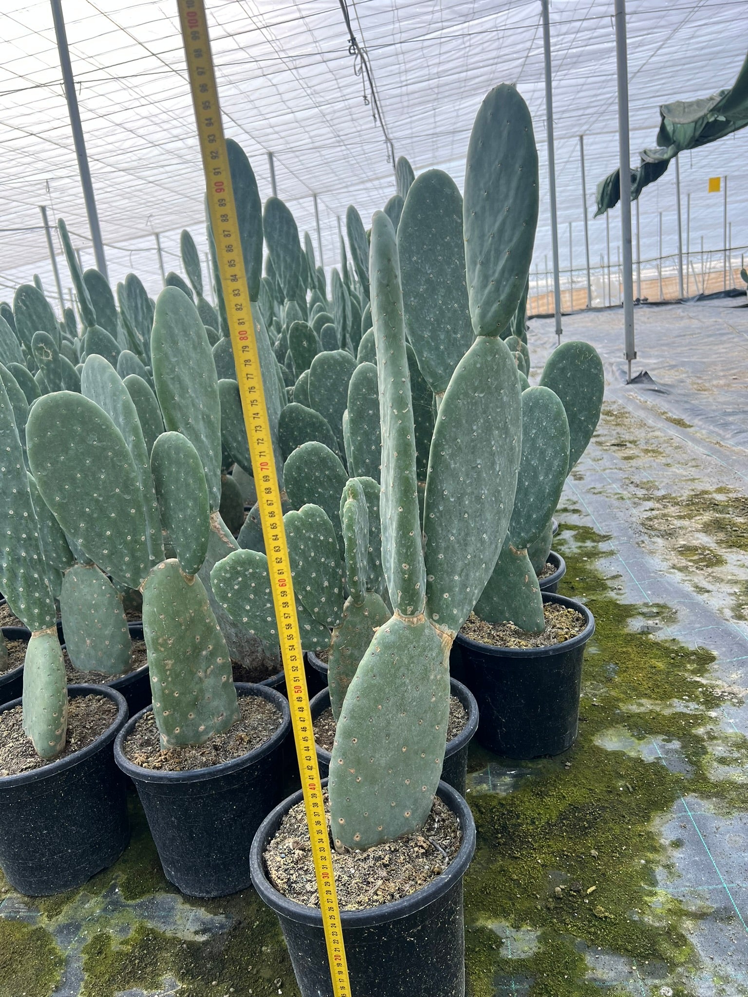 Opuntia titania