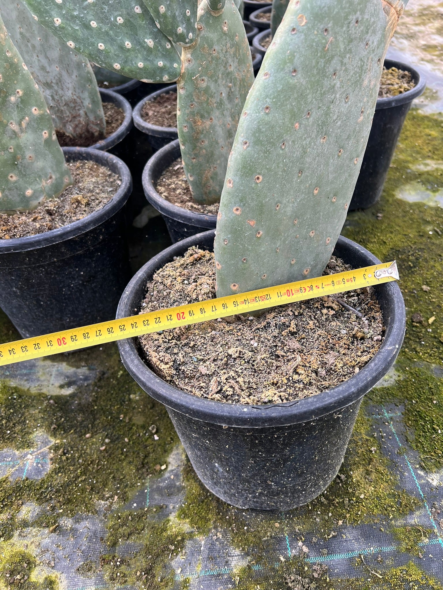 Opuntia titania