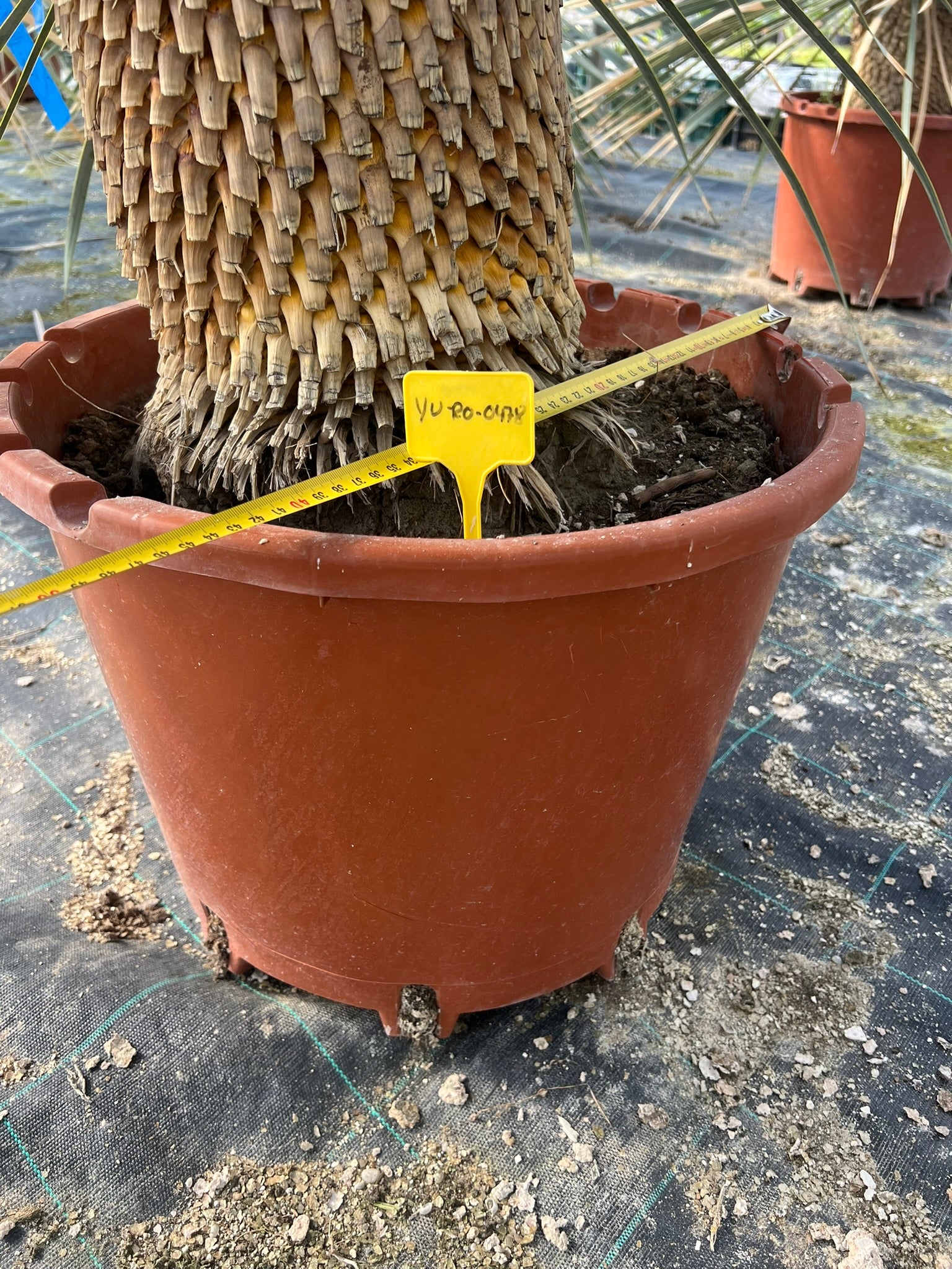 Yuca Rostrata Grande