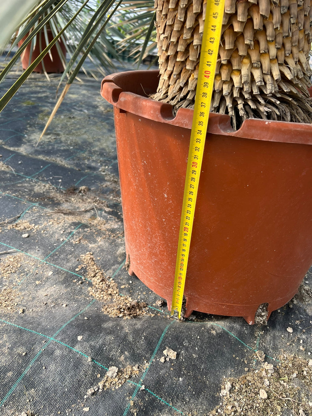 Yuca Rostrata Grande