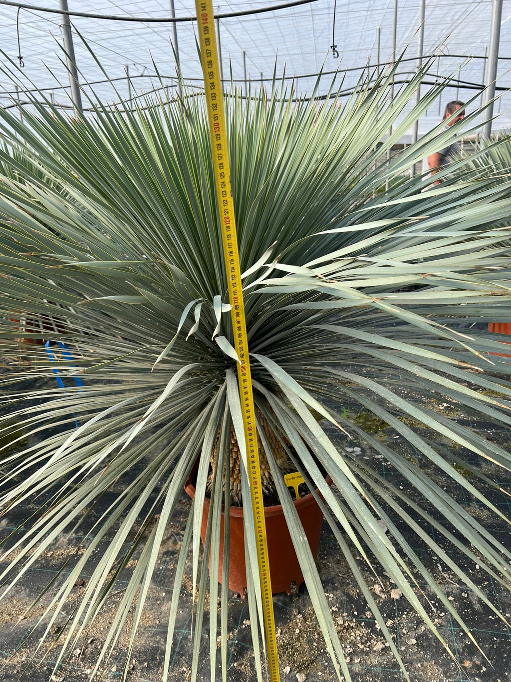 Yuca Rostrata Grande