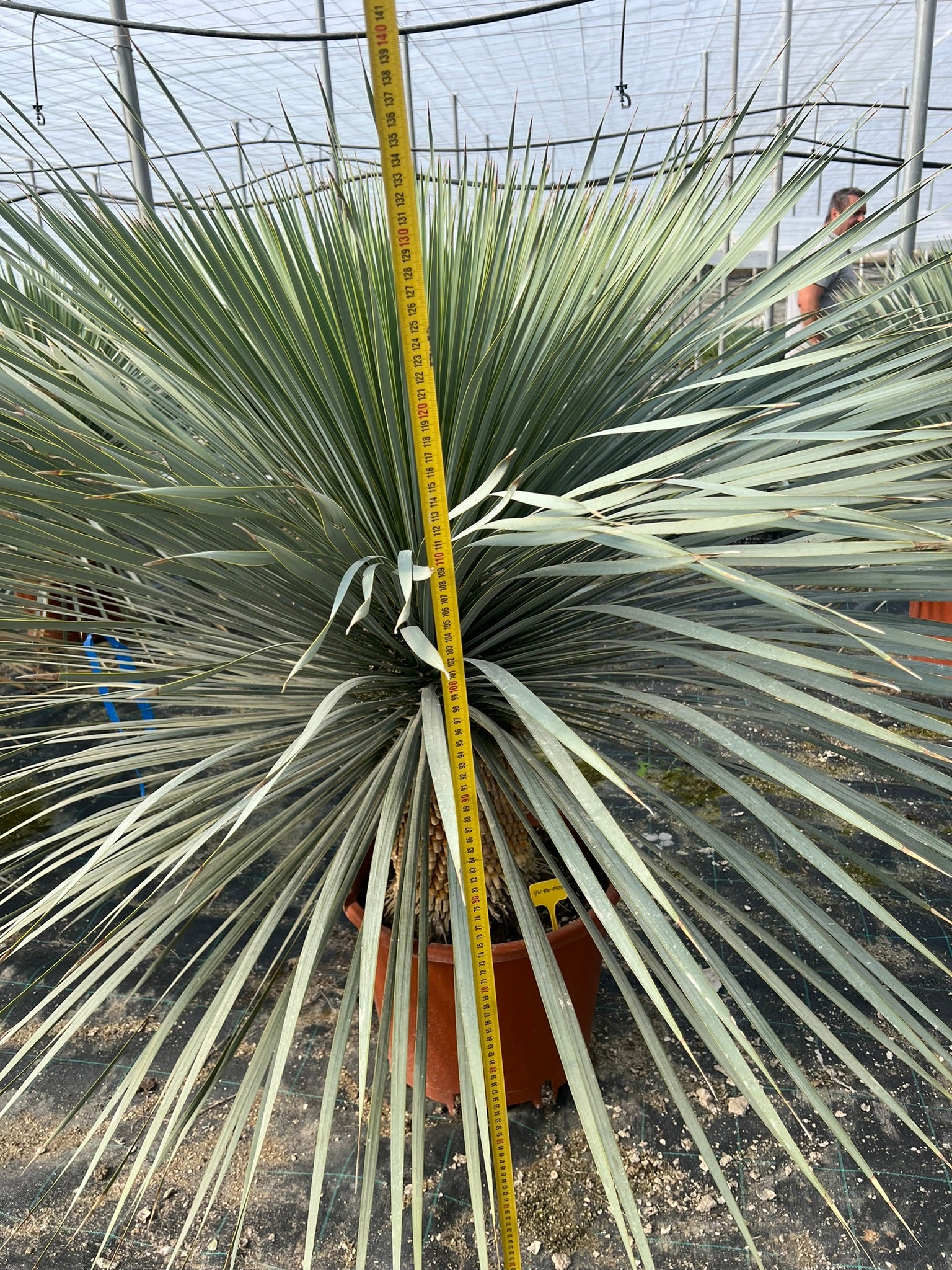 Yuca Rostrata Grande