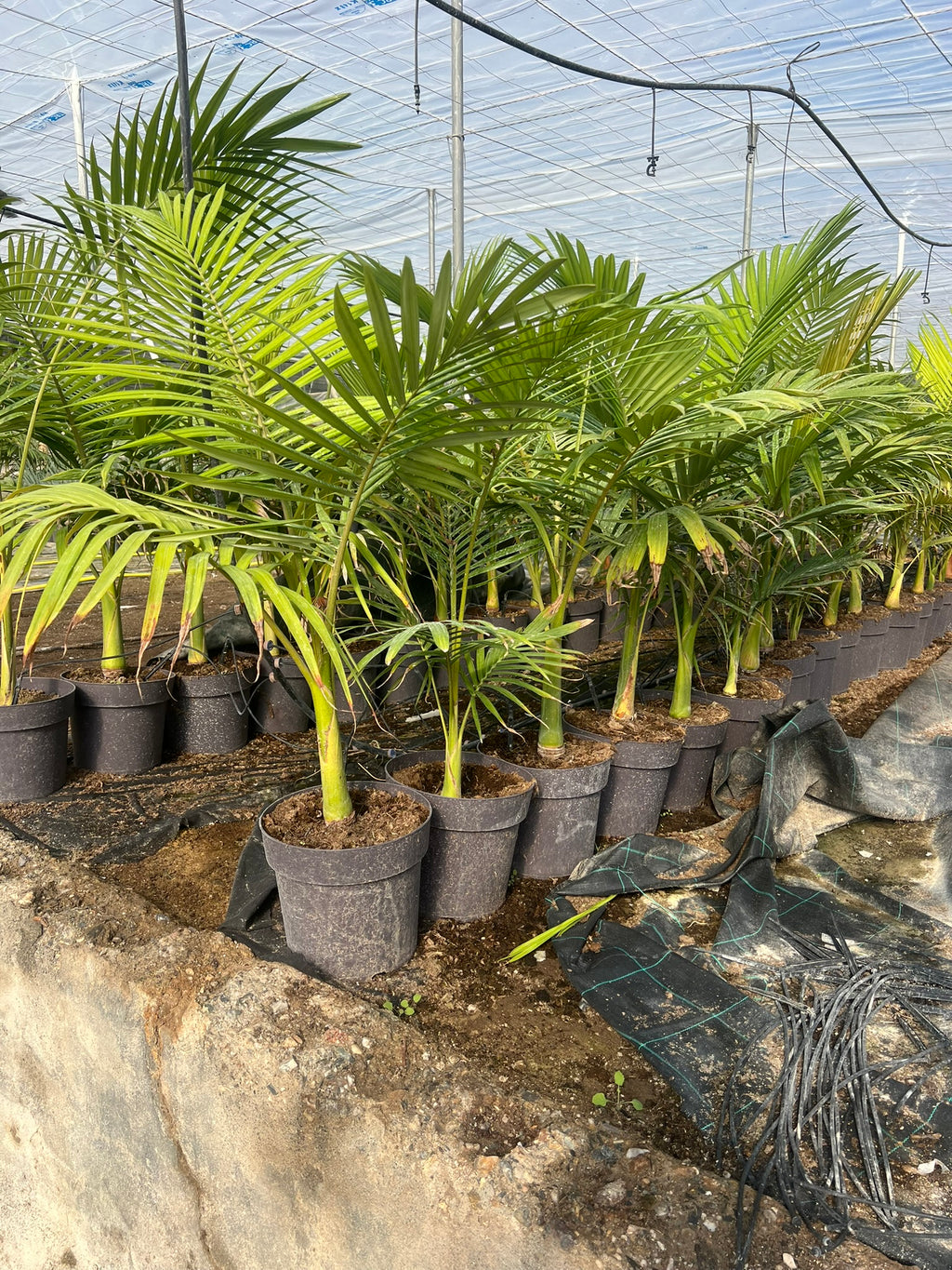 Archontophoenix alexandrae