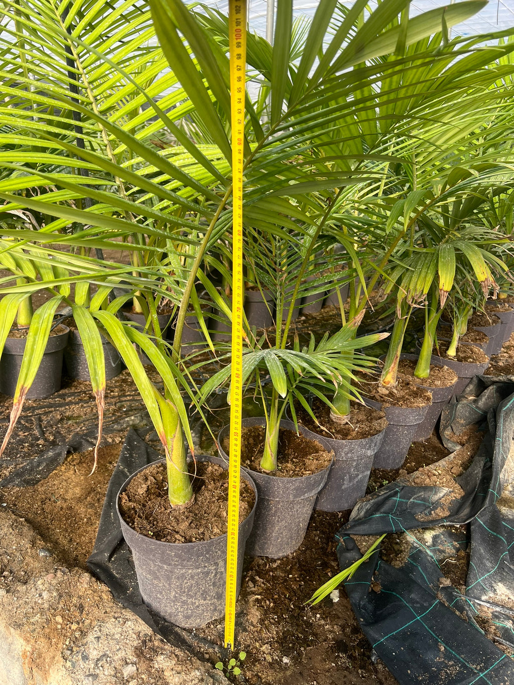 Archontophoenix alexandrae