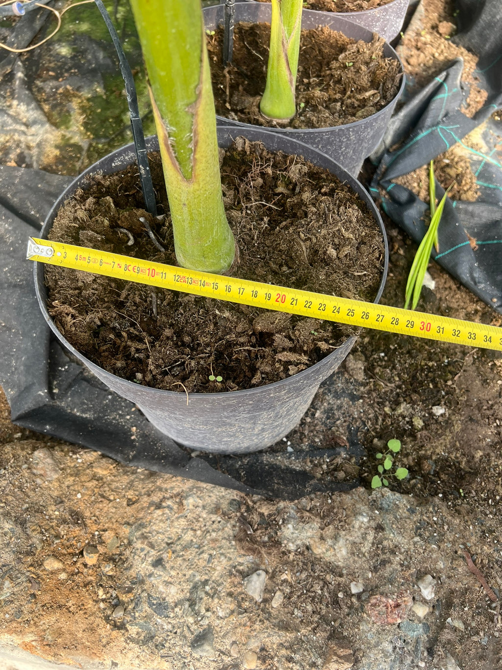 Archontophoenix alexandrae