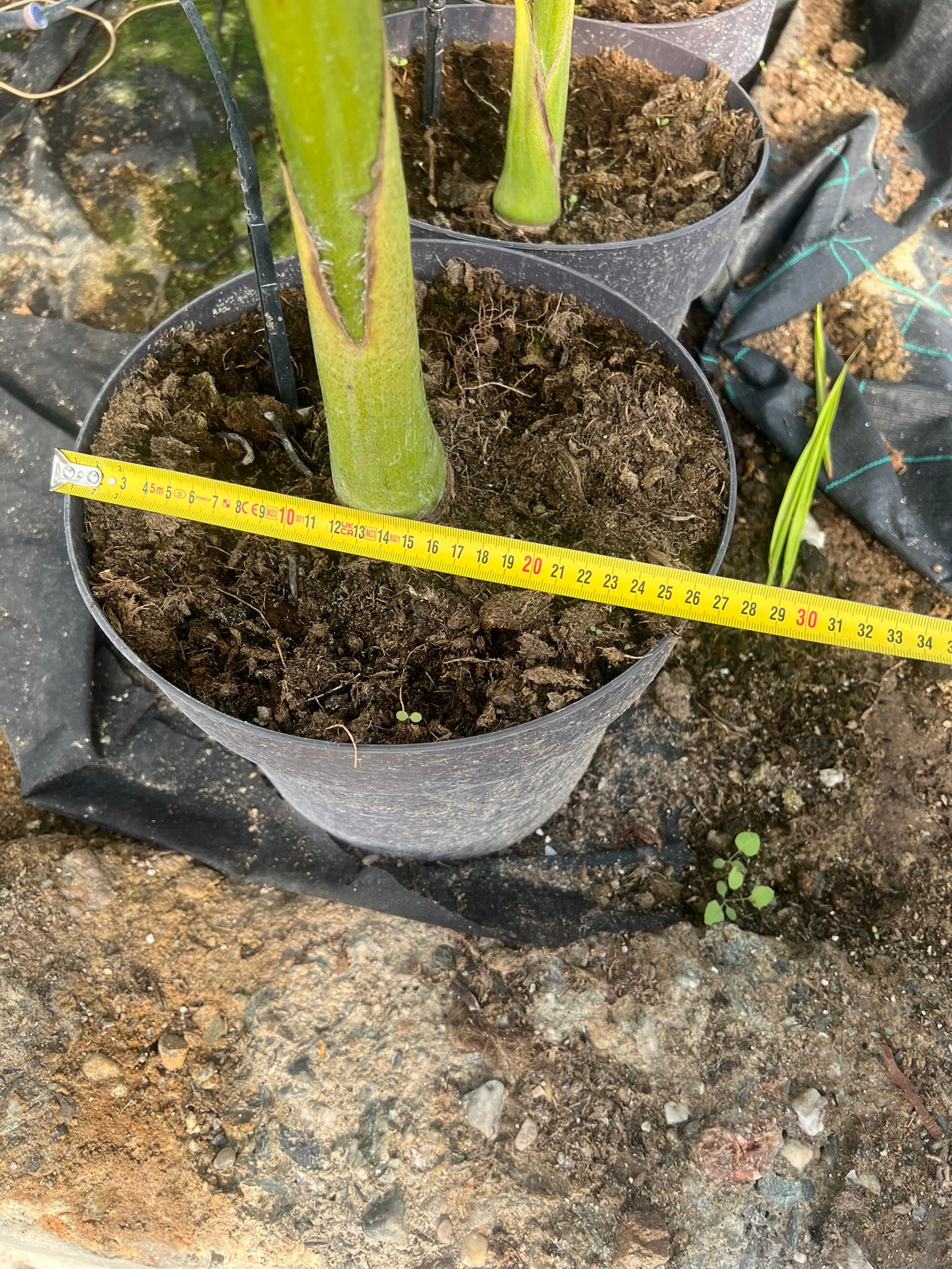 Archontophoenix alexandrae