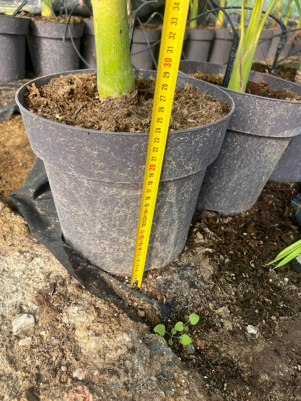 Archontophoenix alexandrae