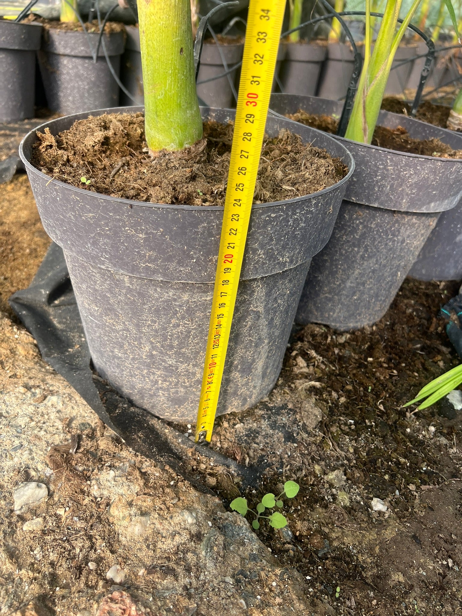 Archontophoenix alexandrae