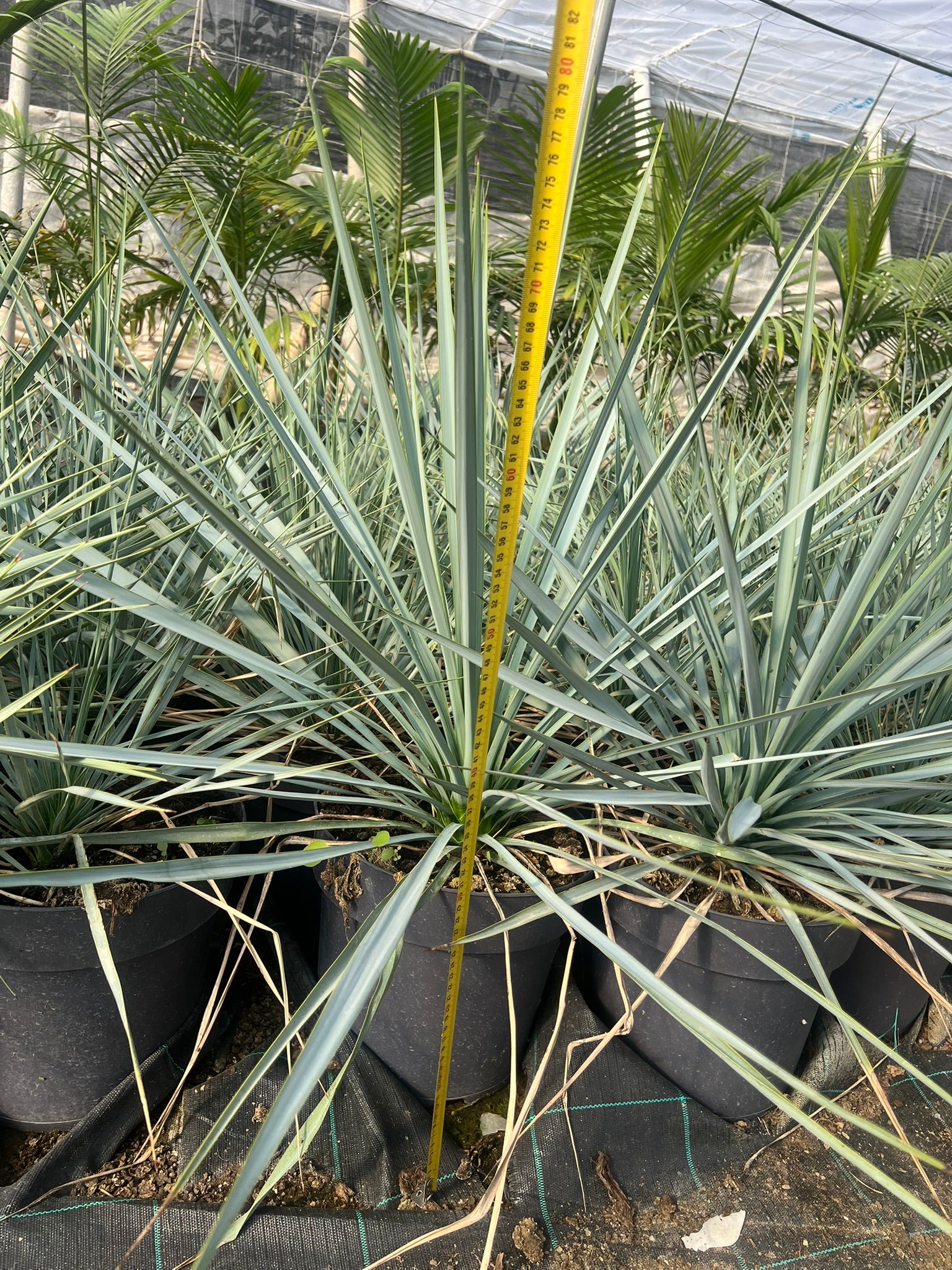 Yuca Rostrata 30Cm
