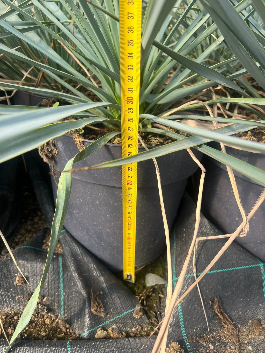 Yuca Rostrata 30Cm