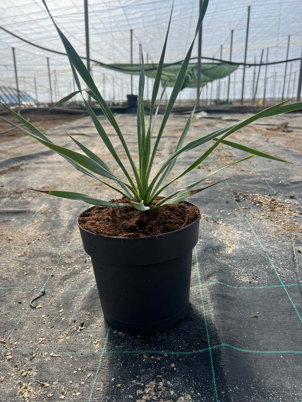 Yuca Rostrata 20cm