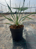 Yuca Rostrata 20cm