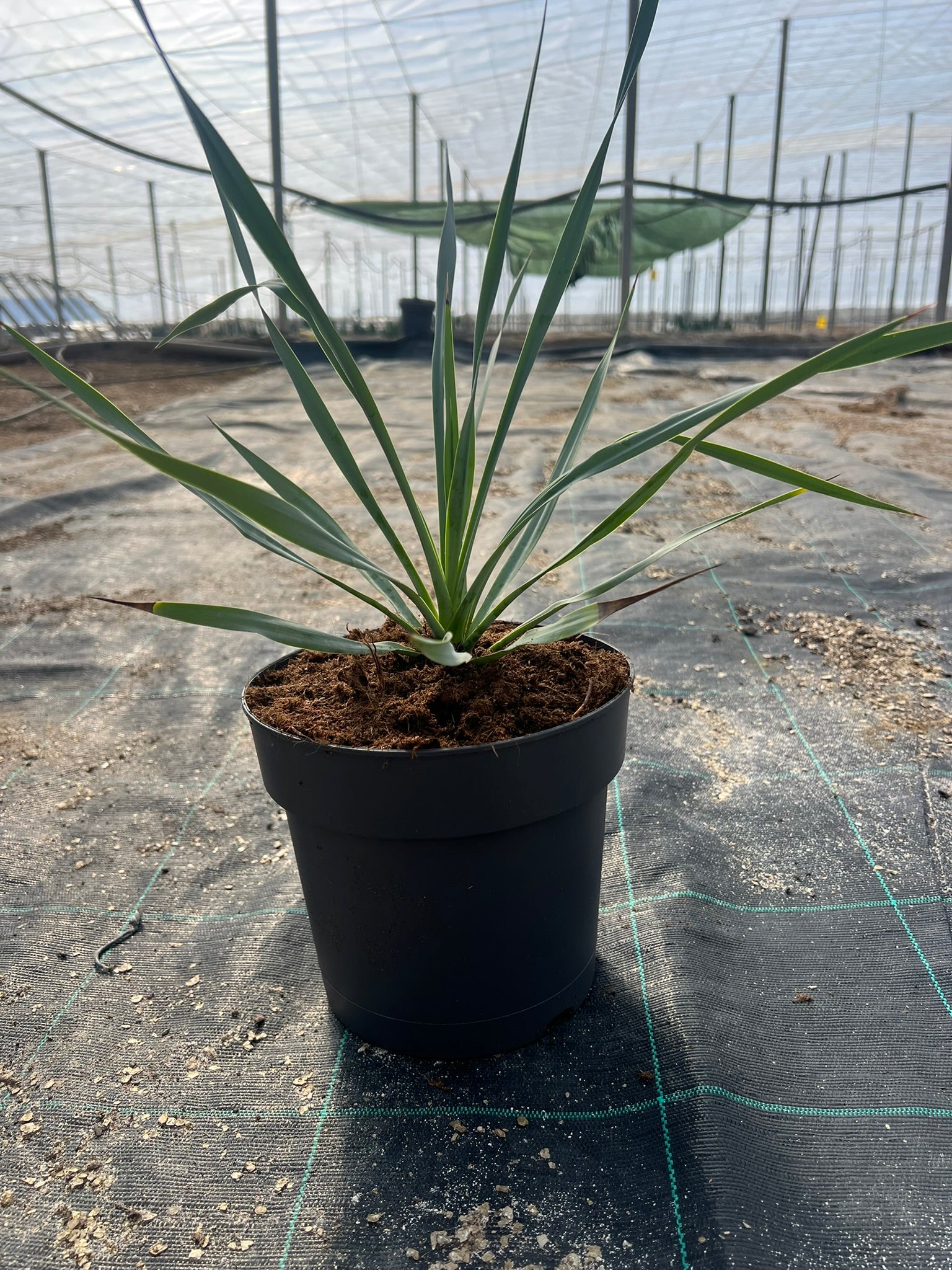Yuca Rostrata 20cm