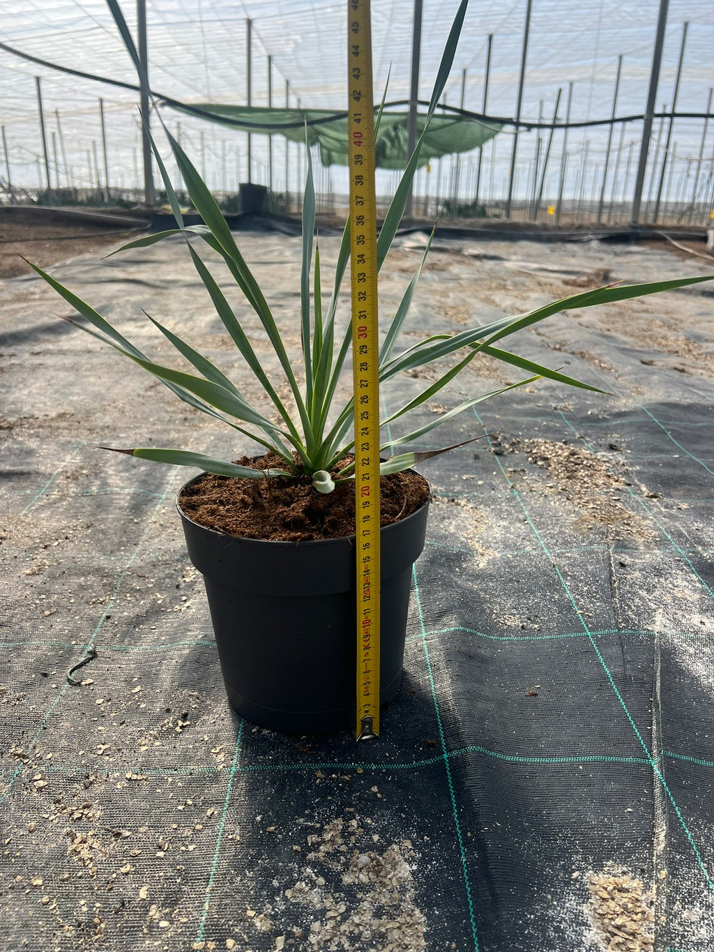 Yuca Rostrata 20cm