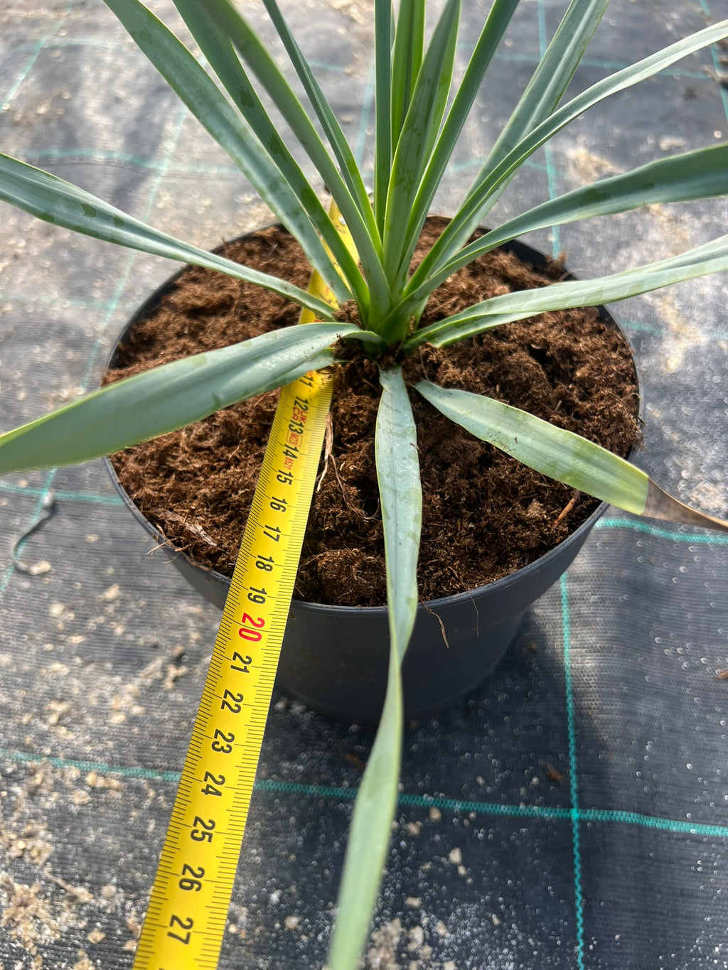 Yuca Rostrata 20cm