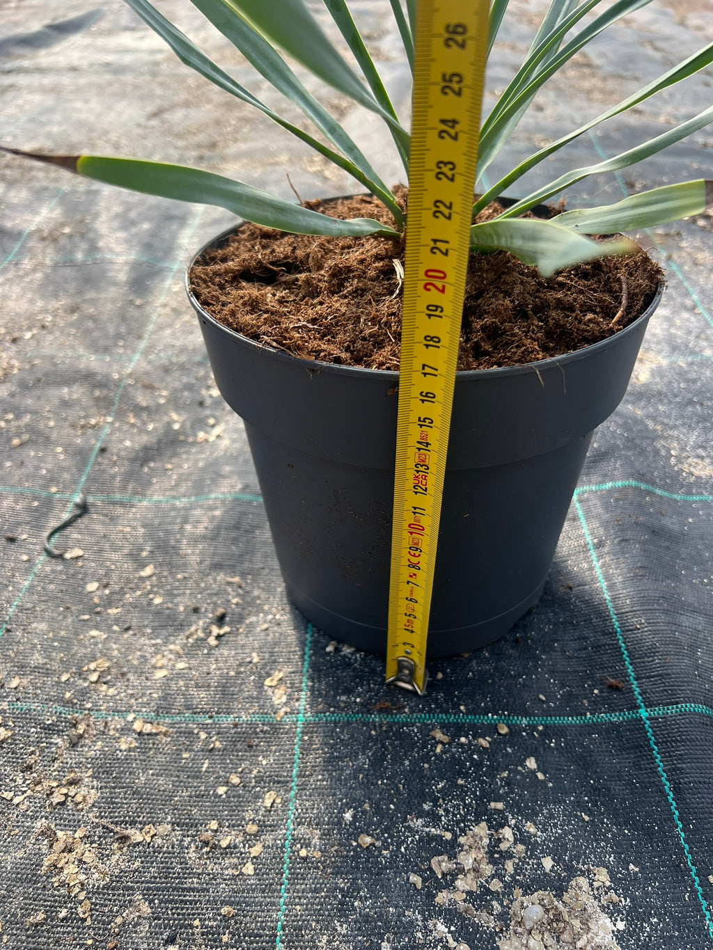 Yuca Rostrata 20cm
