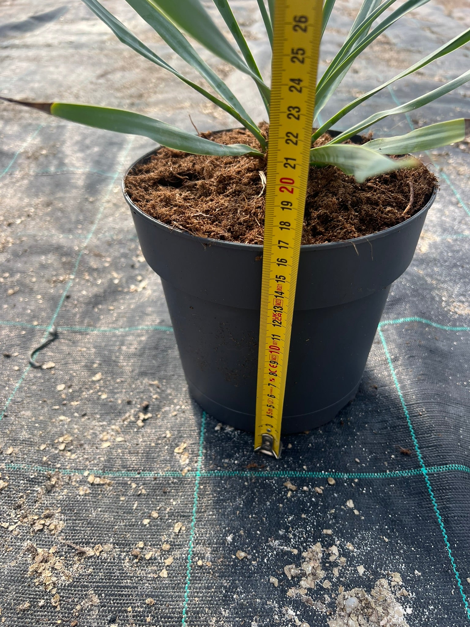Yuca Rostrata 20cm