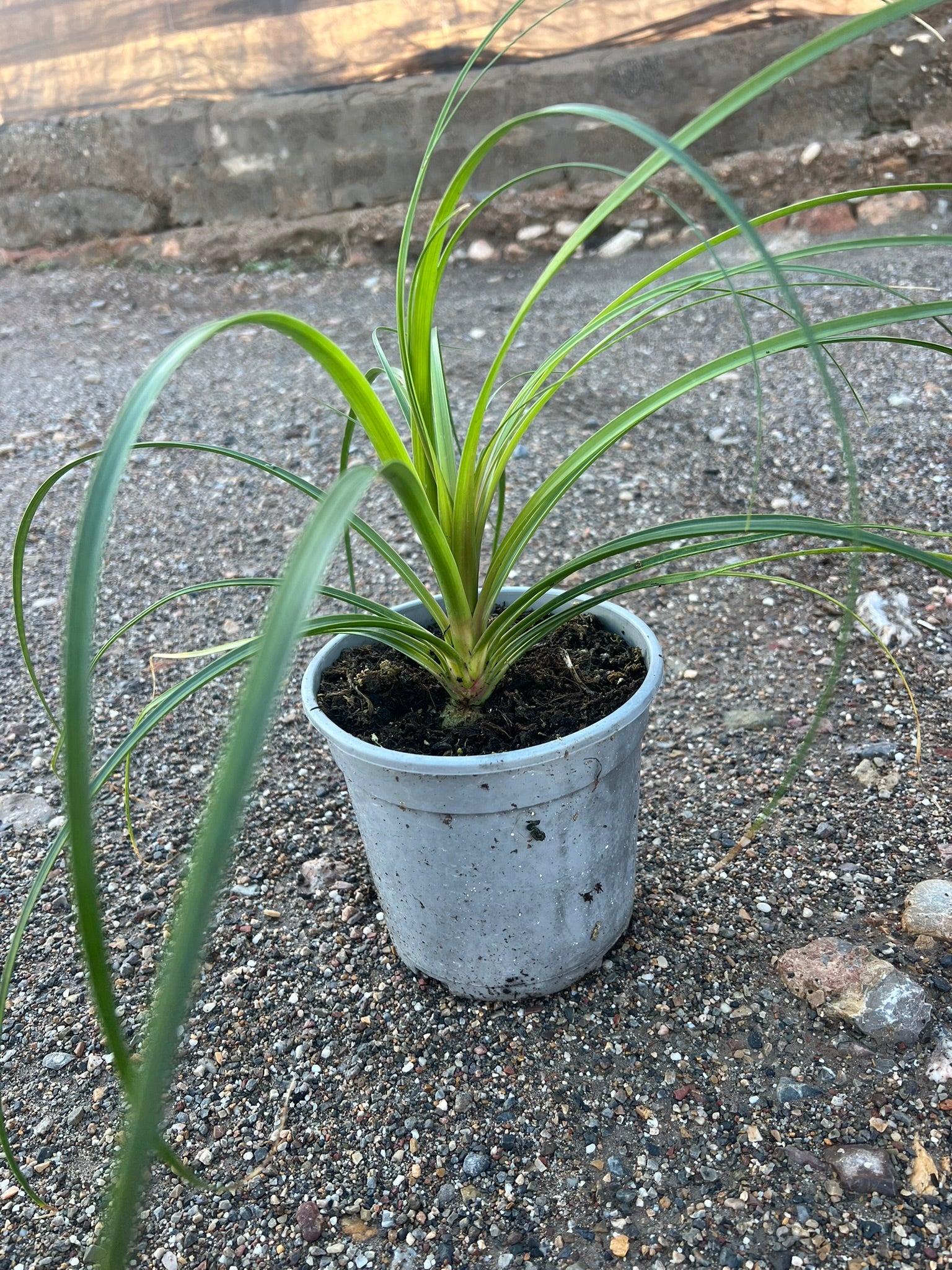 Beacurnea (Pie elefante)