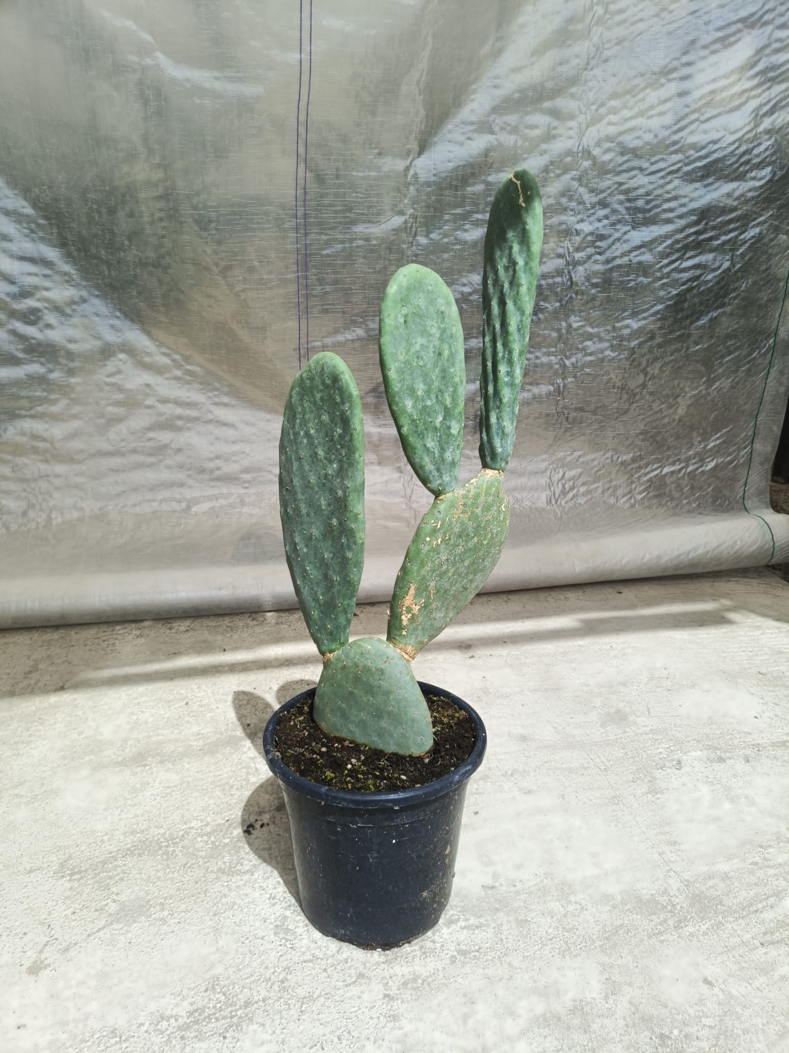Opuntia titania